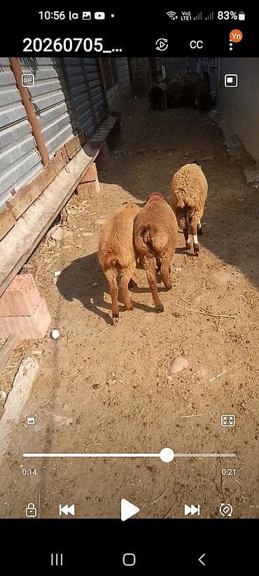 pekines balaları: Məhsul: Quzu/qoç balaları Təsvir: - Şəkillərdə 3 ədəd tünd-qəhvəyi — 3