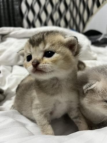 Pişiklər: Britan — 6