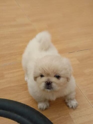 kiçik itlər: Pekines, 2 ay, Erkek — 2