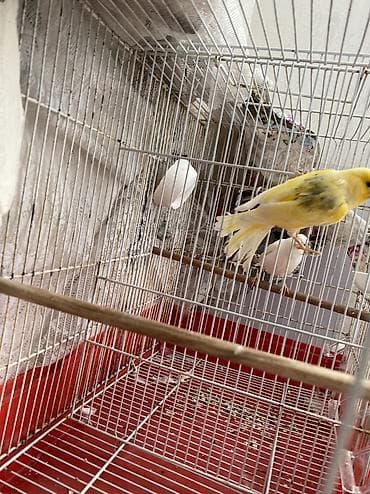 bulbul kanareyka: Erkek disi istiyen olsa hazir cutduler qefes qarisiq 170manat qefesis — 6