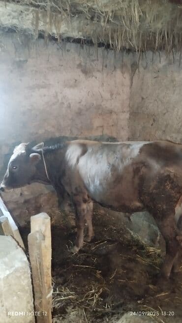 cins ineklerin satisi: Dana, buzov, Erkək, ay: 1, 90 kq, Ətlik, Damazlıq, Ünvandan götürmə — 1