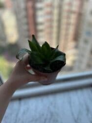 orxideya gülü: Sanseveria (qilinc gulu) — 4