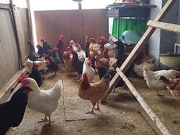 Собаки: Курица, Для яиц — 9