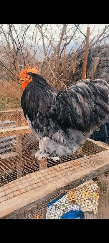 Xoruzlar: Salam Aleykum.Şəkildə Gördüyünüz Xoruz Satilir.10 ayliq Tam Aktivdir — 4