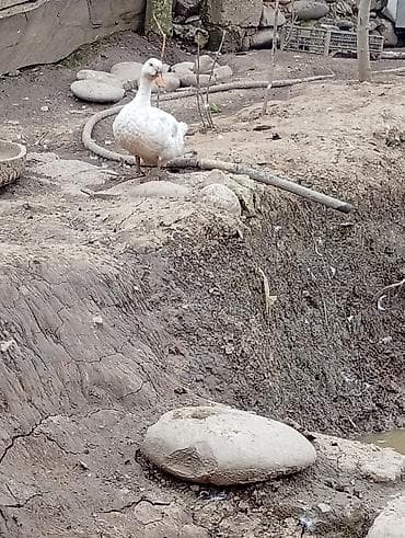 Temiz pekin ordeyleri yumrtasi 90 faiz mayalı siferis önceden veresiz