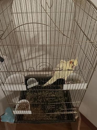 quş qaz: Nymph paraket (cockatiel) – sarı/albino tonlarında, yanaqlarda narıncı — 6