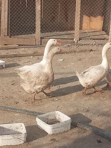 ucuz pisik: Dişi, Damazlıq, Ünvandan götürmə — 9