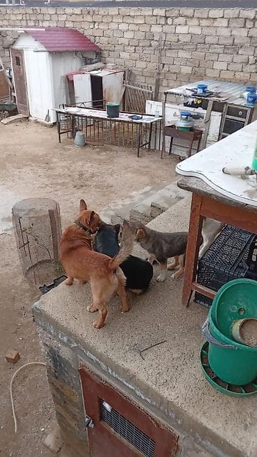 azerbaycan it satisi: Peyvəndli — 1