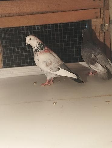 karella quşu: Məhsul: Növbənöv dekorativ göyərçinlər Təsvir: - Şəkillərdə bir neçə — 4