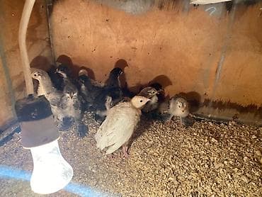 Toyuq cücələri, Damazlıq lalafo.az -da Toyuq cücələri, Damazlıq