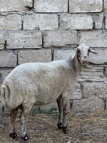 cins it: Satılır — 5