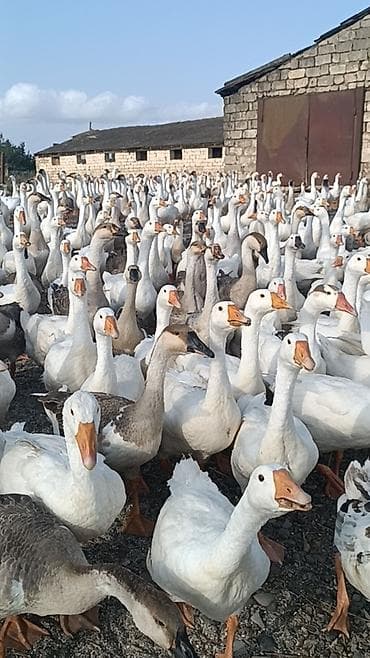 xaski balalari satilir: Salam . 1illik linda kuban qaz surusu satılır 400ədəd qazdı tam — 6