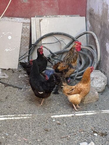 купить цыплят несушек: Курица, Broyler, Для яиц, Самовывоз — 2