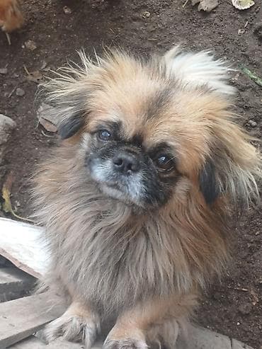 rockefeller iti: Pekines, 2 il, Erkek, Sənədli, Ünvandan götürmə — 1