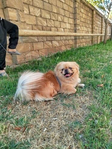 Pekines, 1 il, Erkek