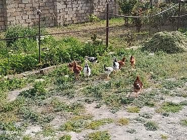 kənd cucəsi: 11ədəd kənd cücələri.dermansiz böyüdülmüş.3ay10gunlukdu.etraflu — 9