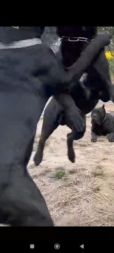 кане корсо цена: Kane-Korso, 1 ay, Sənədli, Ünvandan götürmə, Pulsuz çatdırılma, Ödənişli çatdırılma — 20