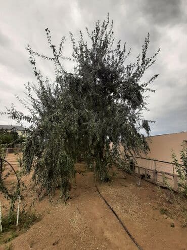 Букетные цветы: Salam.Əlairişirin iydə ağacları.Öz bağımdan.Ünvan Bilgəh.1ədəd 15 — 5