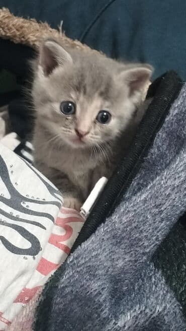 tısbağa balası: Yaxşı əllərə — 1