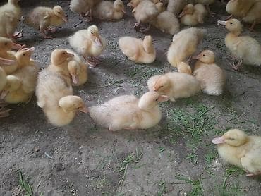 danisan qus: Pekin ordek balalari 20 qunlukduler ətlik yumurtaçı xəttlərdən — 7