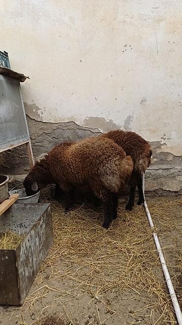 qoyun: Quzular 5-6 ayliqdilar erkəkdilər xüsusi bəslənirlər meyvə tərəvəzlə — 5