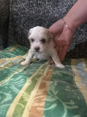 Pudel, 1 ay, Dişi — 8