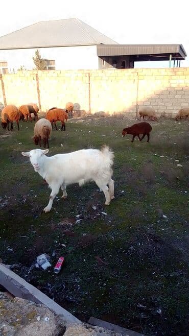 erkey quzu: Sani keçisi satılır istəyən olsa yazsın video sun atım baxın real — 2