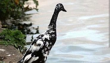 Atlar: Dişi, | Lal ördək, Damazlıq, Ödənişli çatdırılma, Rayonlara çatdırılma — 2