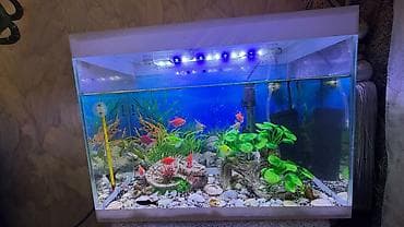 akvarium kompressor: Akvaryum dəsti – ağ çərçivəli, örtüklü Xüsusiyyətlər: - Düzbucaqlı — 4