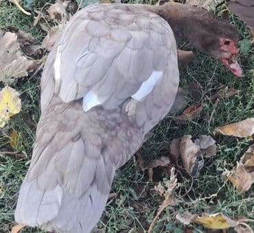 qaz balası satilir: Dişi, | Macar, Ətlik, Pulsuz çatdırılma — 2