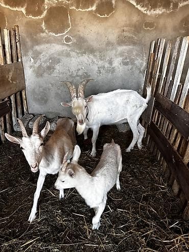 keciler: Saani kecileri satilir 2 disi 1 erkek endirim olacaq — 2