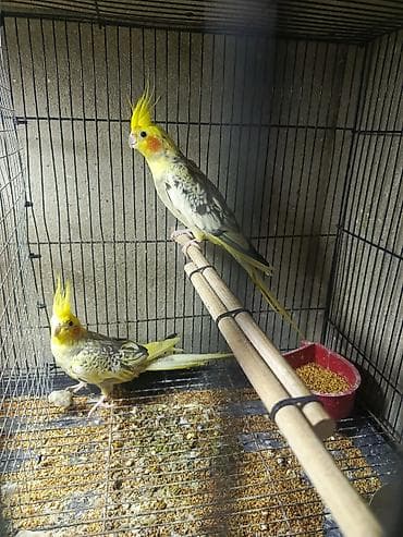 sirin itlerin satisi: Korella tutuquşu satılır qiymət 75 manat sondu ünvan yeni suraxanı 2 — 5