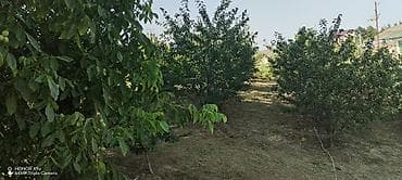 35,000: Kənd təsərrüfatı — 5