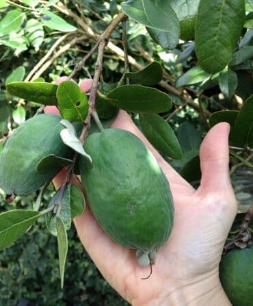 Готовые блюда, кулинария: Feijoa (Acca sellowiana) meyvəsi və ya feyxoa kolu - Tropik-ətirli — 1