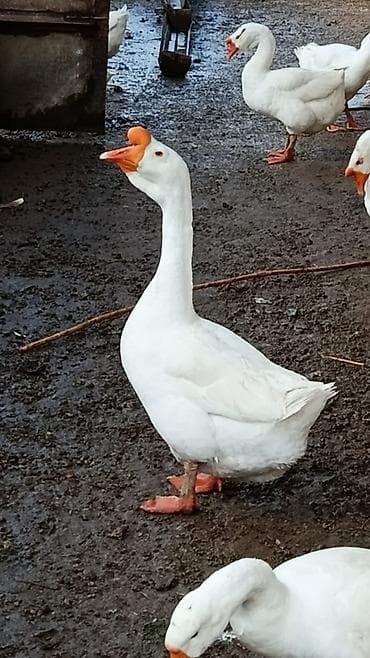 Ağ qazlar və balaları - Cins: ağ ev qazı (narıncı dimdik və pəncələr)