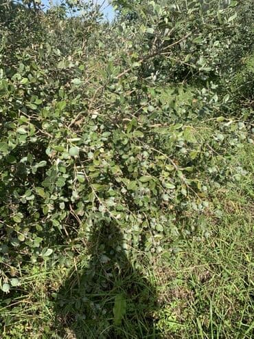 купить дом в баку гарачухур: 70 соток, Для сельского хозяйства, Бялядия (муниципалитет), Техпаспорт — 12