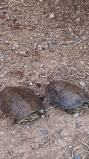 akvarium az: Su tisbagasi. Salam. Su tisbagasi 1 erkek 1dishi. Cutu 40 azn - Say: 2 — 2