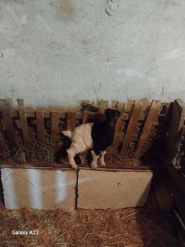 südlü inəklər: Qarışıq rəngli (qara-ağ) balaca keçi (oğlaq) - Cins: yerli — 4