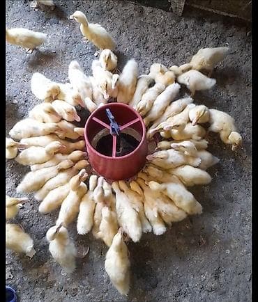 xaski gence: Ordek balalari: - Şəkillərdə çoxsaylı sağlam ördək balaları — 5