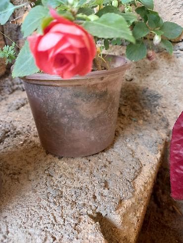 роза гул: Saksıda “Impatiens” (balzam/yenibahar) dekorativ çiçək bitkisi - Növ — 2