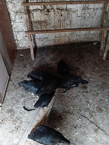 toyuq dami: Avstralorp cinsindən 5 fere 2 xoruz 4 ayligfilar temiz cinsdi - — 2