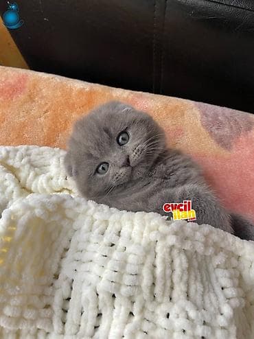 pişim: Şotland yastı qulaq — 1