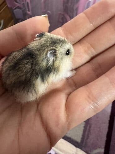 Boşqablar: Robo-dwarf hamster balaları - Növ: Robo (Roborovski) cırtdan hamster — 6