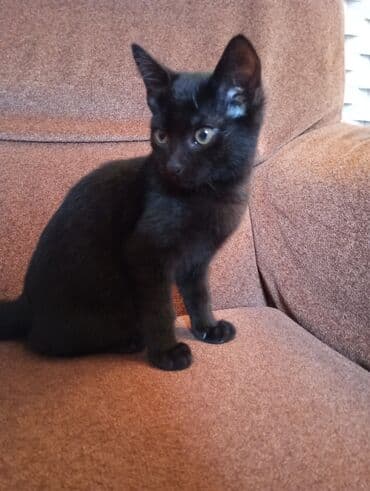 ağ pişik satışı: Yaxşı əllərə — 1