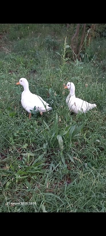 zoo mağaza sumqayıt: Kalduk ördək cavan damazlıq cutu 80m Bart er yoxdu çatdırmaq olar — 5
