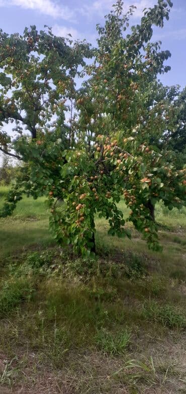 tebii alma sirkesi satisi: Məhsul: Ərik bağı – yetişmiş ərik meyvələri Təsvir: - Şəkillərdə — 5