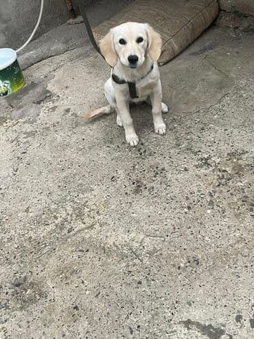 золотистый ретривер цена: Ретривер, 3 месяца, Самец, С прививками, Самовывоз, Платная доставка — 1
