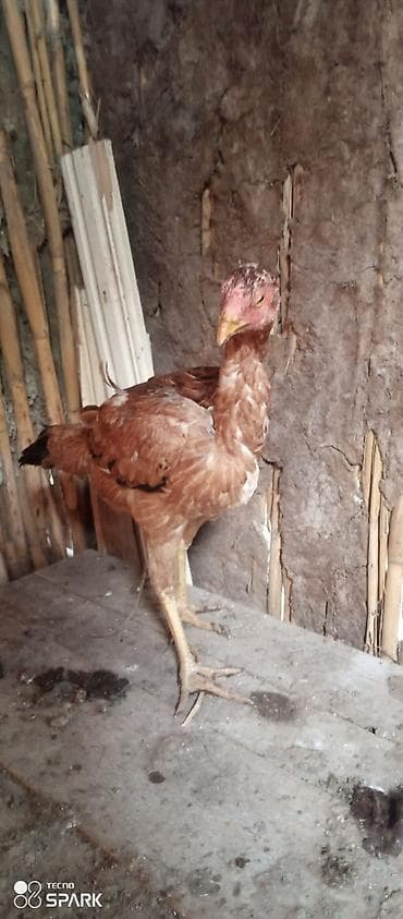 dovsan satilir: Toyuq, Damazlıq — 3