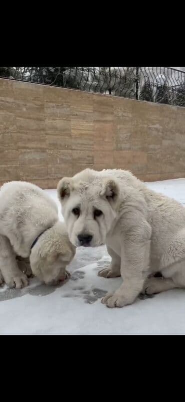 алабай в добрые руки: Алабай — 2