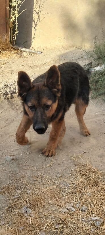 немецкие овчарки щенки купить: Немецкая овчарка, 4 месяца, Самец — 4